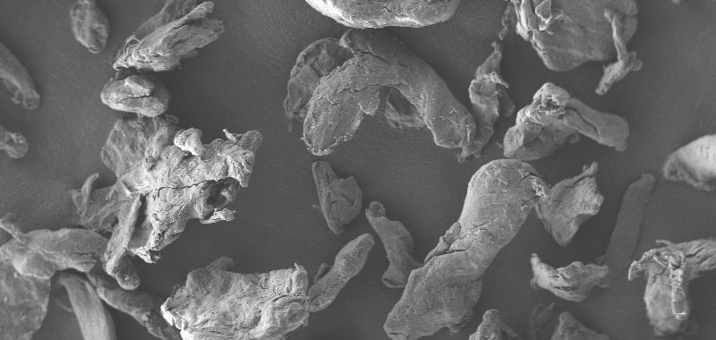 Cellulose Buchenholz Kosmetik Fraunhofer IMWS