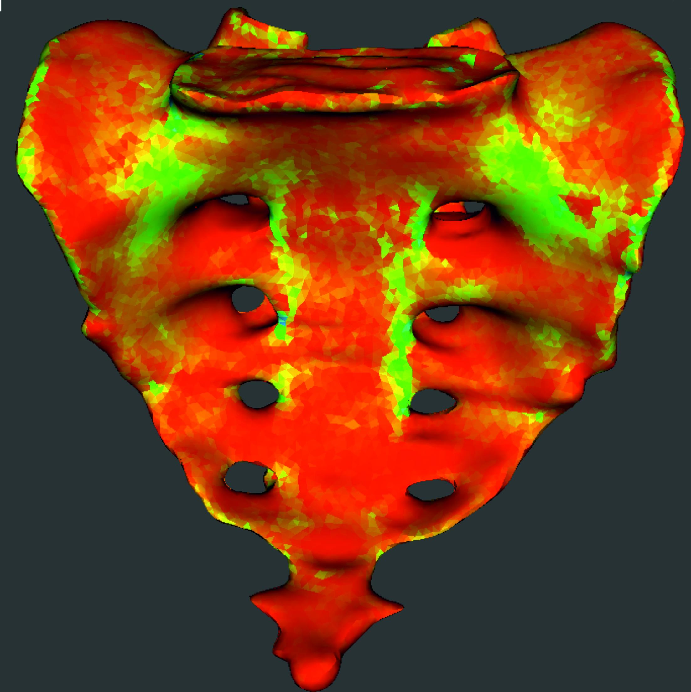 Gemittelte Knochensteifigkeitsverteilung eines Kreuzbeins
